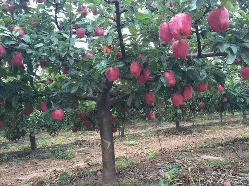 阿克苏苹果树多少钱一棵