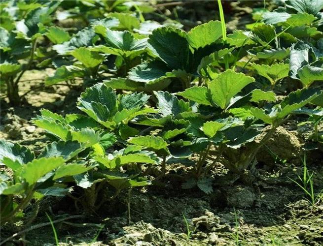 湖北武汉红颜草莓苗此处提供种植技术指导 - 武汉苗木 - 百业招商网