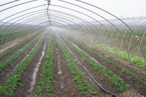 提高草莓栽植成活率的技术-河南省遂平县彩叶苗木基地
